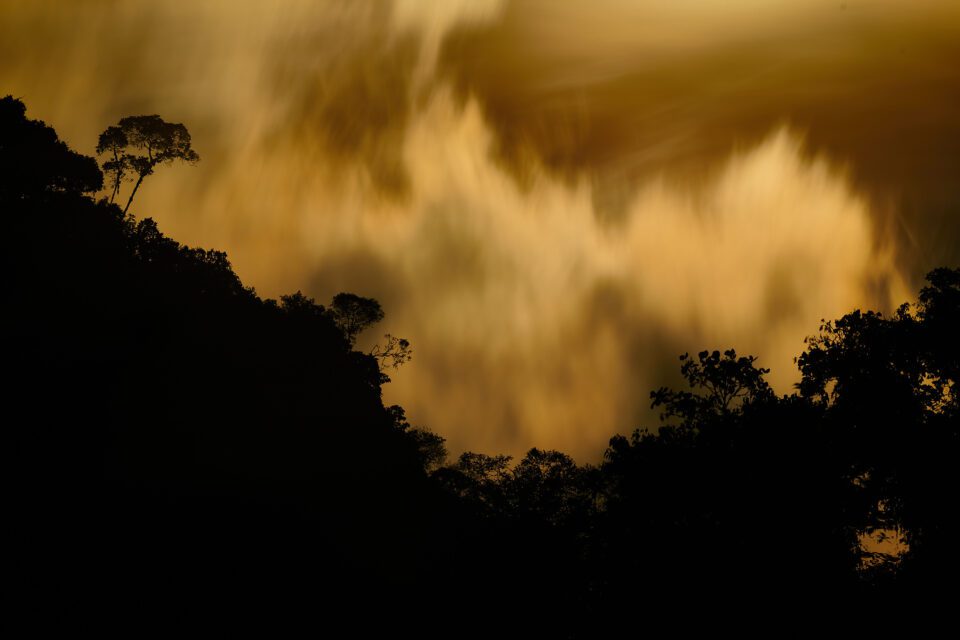 Forêt nuageuse la nuit_Equateur