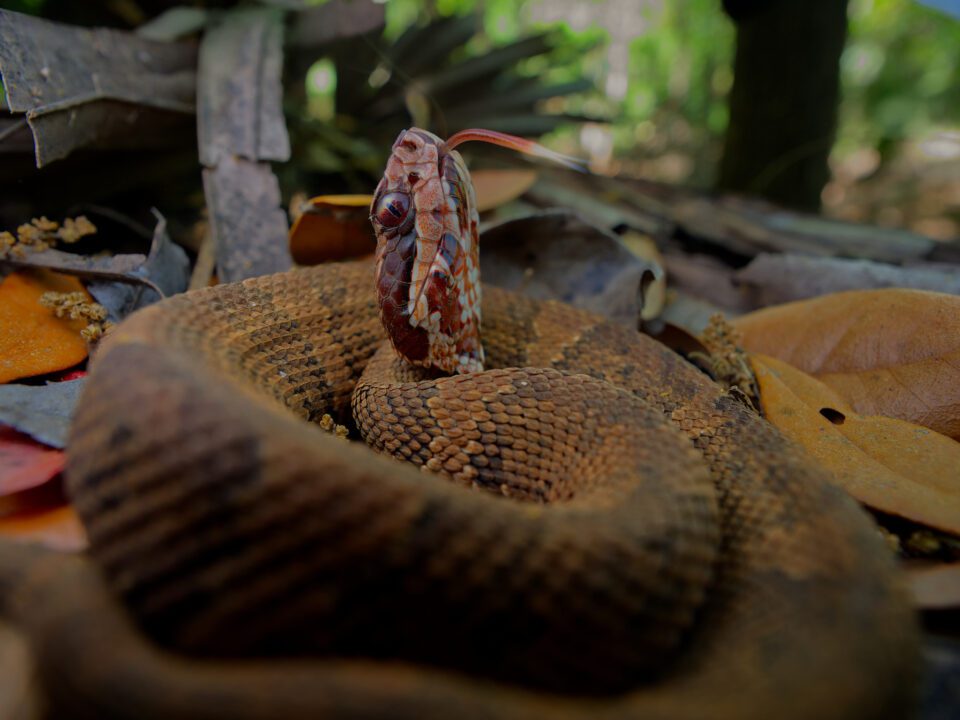 Photo de serpent Cottonmouth utilisant un grand angle de mise au point rapprochée avec le panasonic leica 9mm f1.7 pour micro quatre tiers