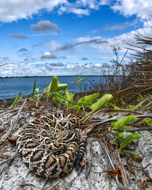 Eastern diamondback rattlesnake on the beach in florida taken with the Olympus M.zuiko 9-18mm f4-5.6