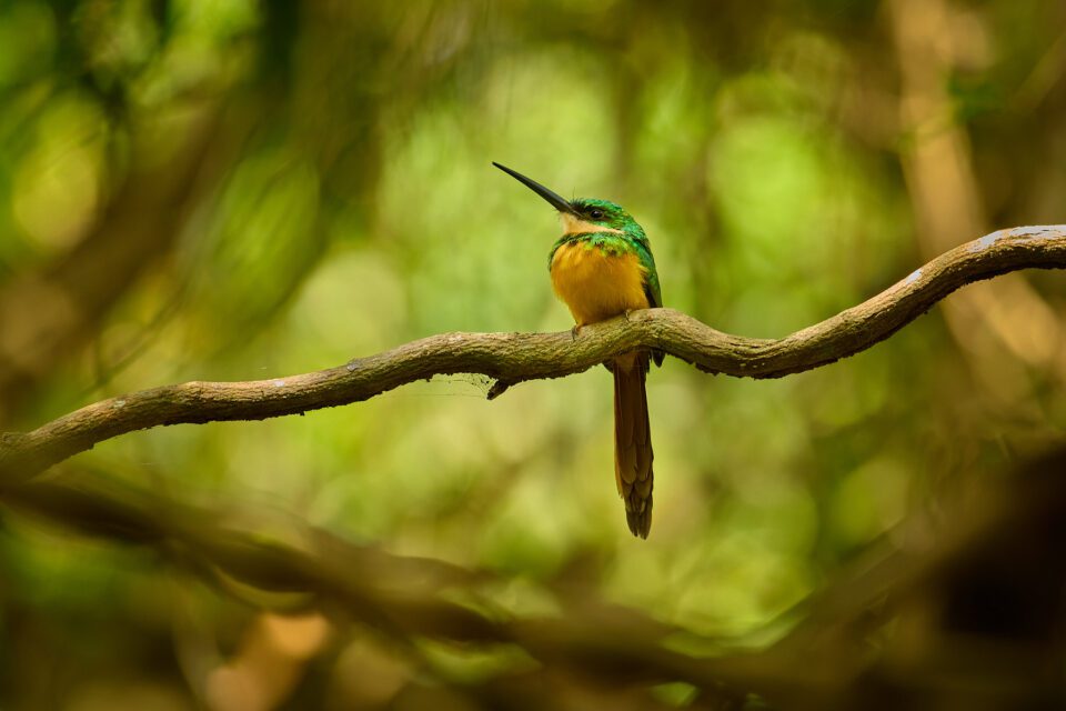Rufous-tailed Jacamar_Colombia