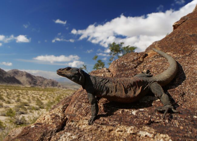 chuckwalla lizard in the desert with the Laowa 15mm f4 wideangle macro