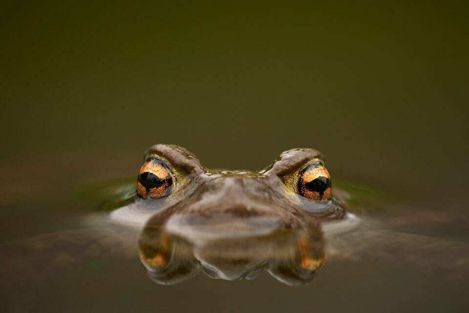 Common toad_Czech Republic