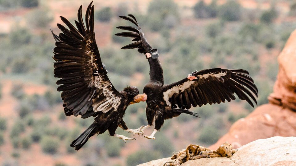 Condor Lutte aérienne au cou