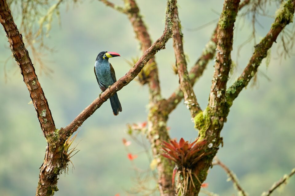 Toucan des montagnes à poitrine grise_01