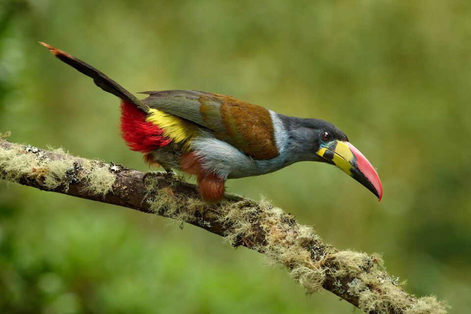 Toucan des montagnes à poitrine grise_02