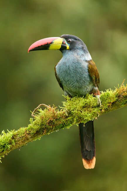 Toucan des montagnes à poitrine grise_03