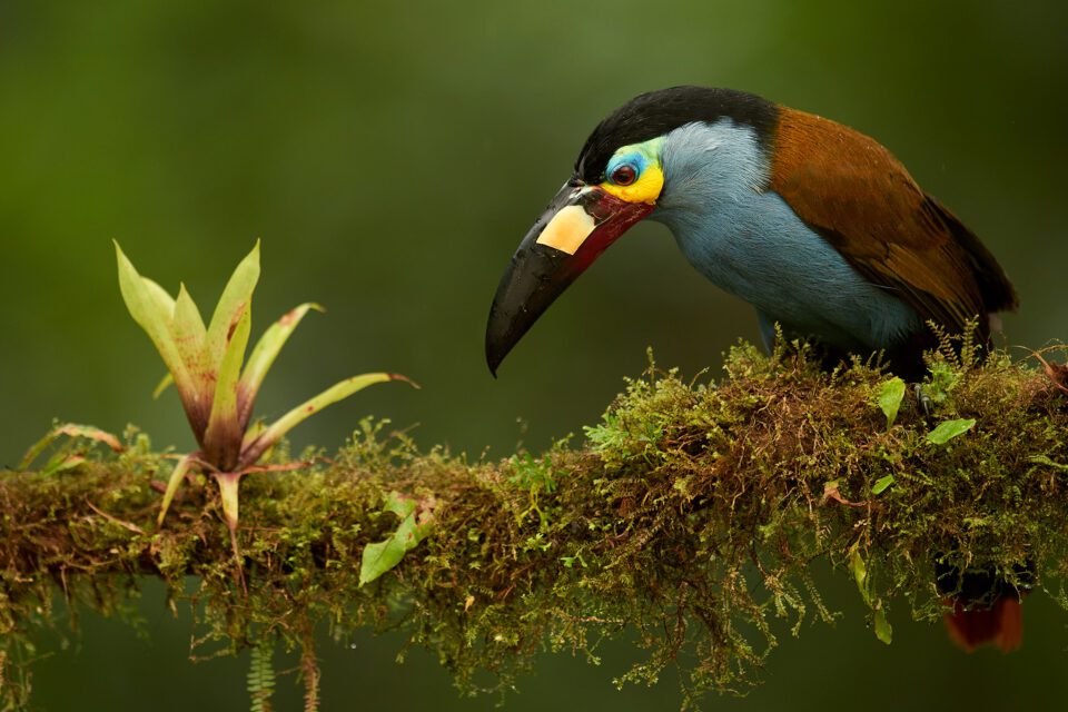 Plate-billed Mountain-toucan_01