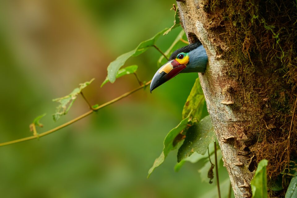 Toucan des montagnes à bec plat_02