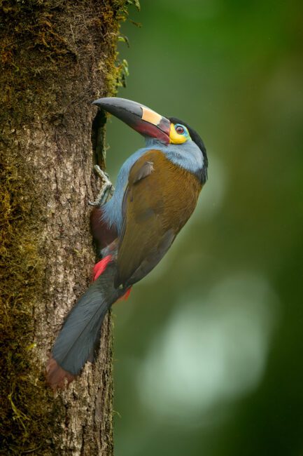 Toucan des montagnes à bec plat_03