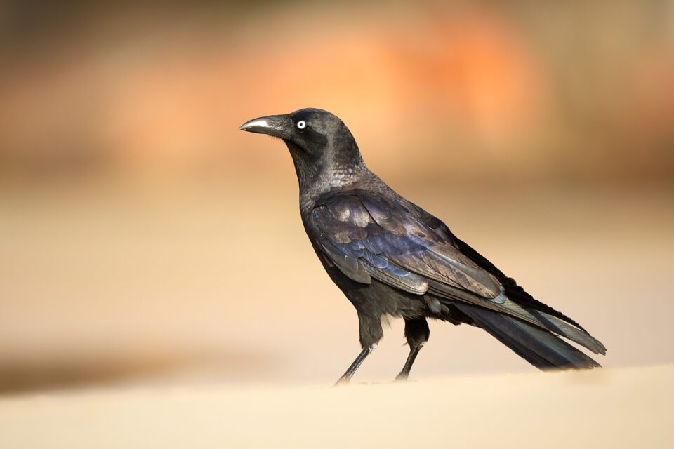 Corbeau d'Australie_Australie