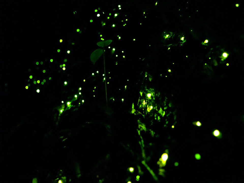 Bioluminescent glow worms captured with the fast panasonic 9mm f1.7 lens which is good for astrophotography and lowlight