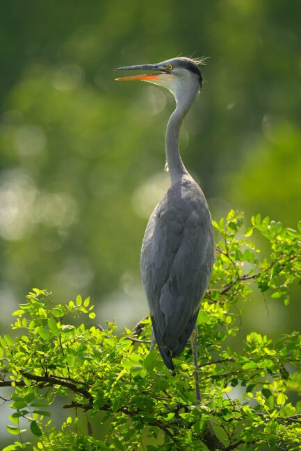 Héron cendré_Nikon Z8_02