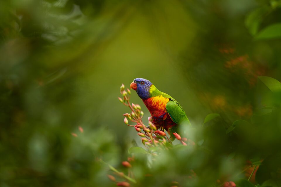 Loriquet arc-en-ciel_Australie