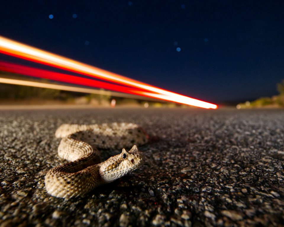 Close focus wide angle photography with the Olympus 8-25mm f4 Pro lens and a sidewinder rattlesnake in low light