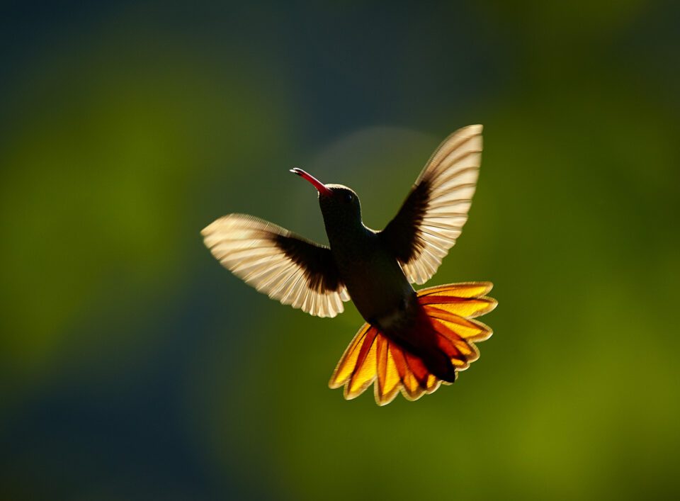 Rufous Hummingbird_Colombia
