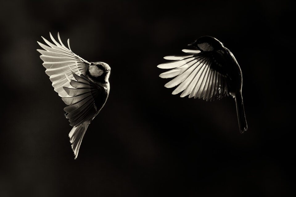 Birds_in_flight_Backlit