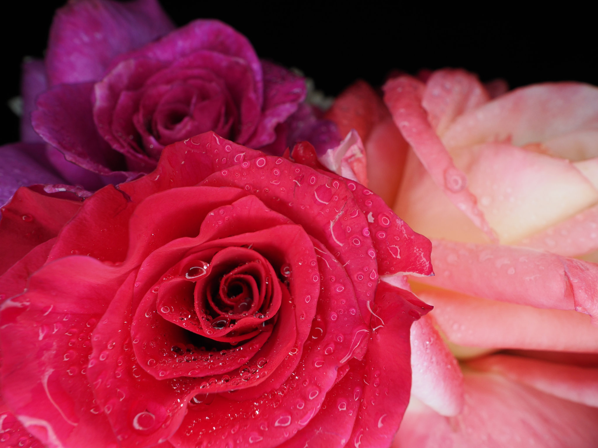 Roses avec mise au point rapprochée photographie au flash grand angle avec un flash annulaire