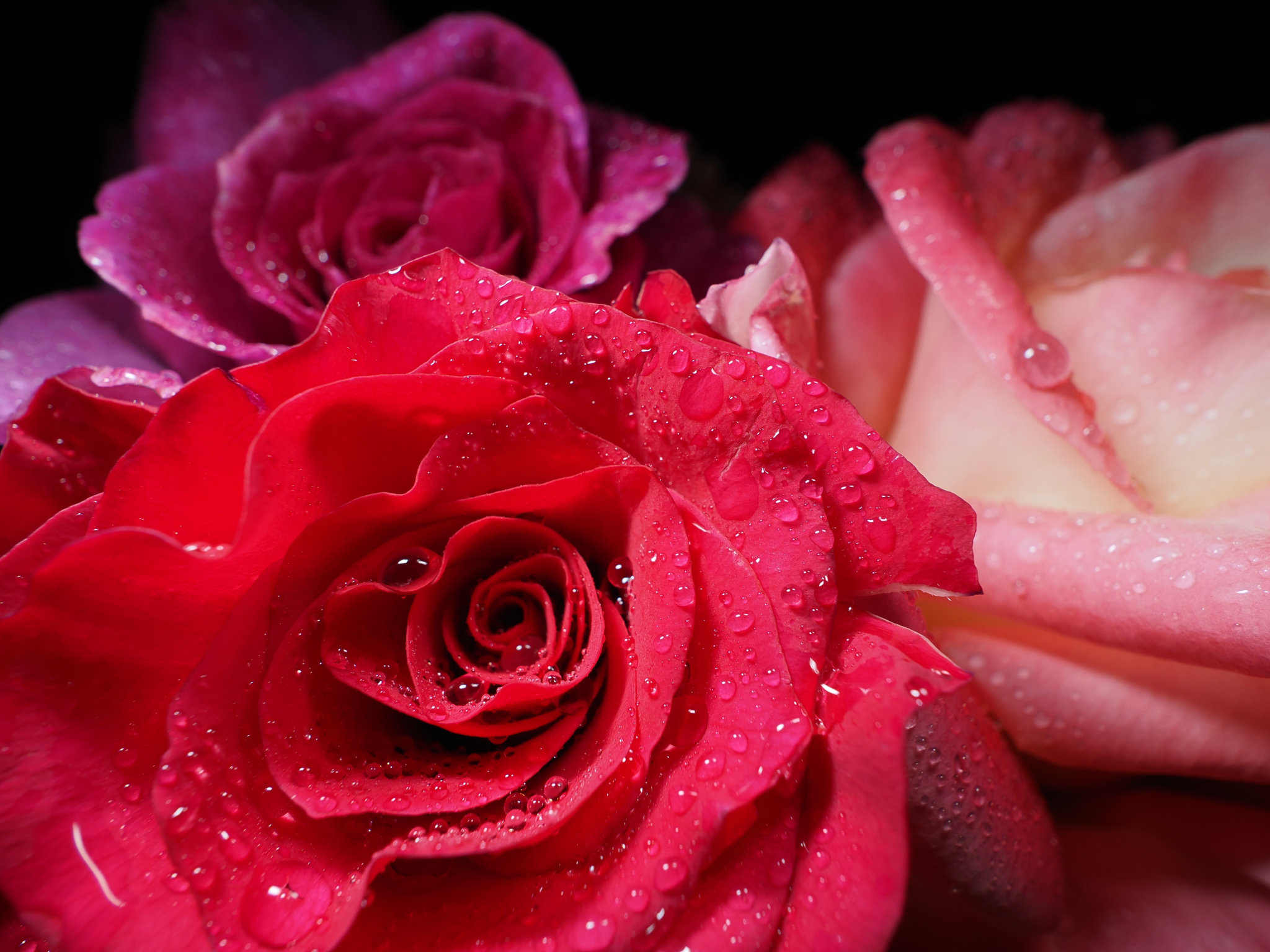 Roses avec photographie au flash grand angle et mise au point rapprochée avec un double flash non diffusé