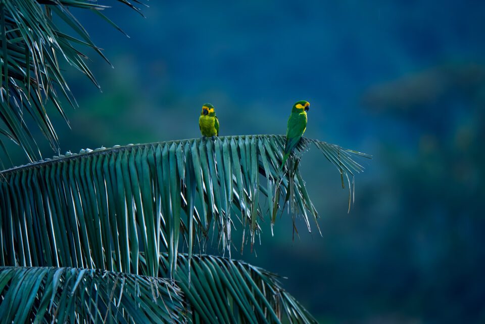 two-yellow-eared-parrots-on-palm-leaf-frond-columbia