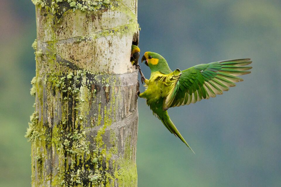 yellow-eared-parrots-at-nest-flying