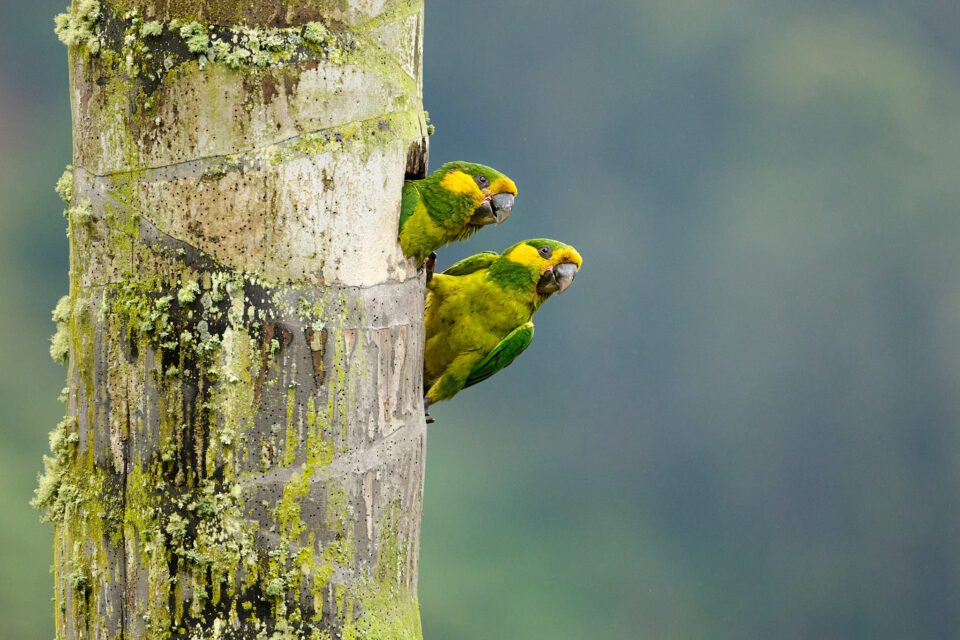 a-pair-of-yellow-eared-parrots-columbia-nest