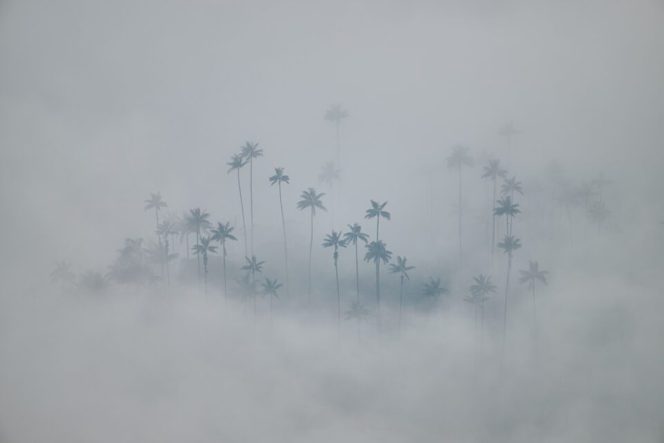 wax-palms-in-the-fog_Colombia