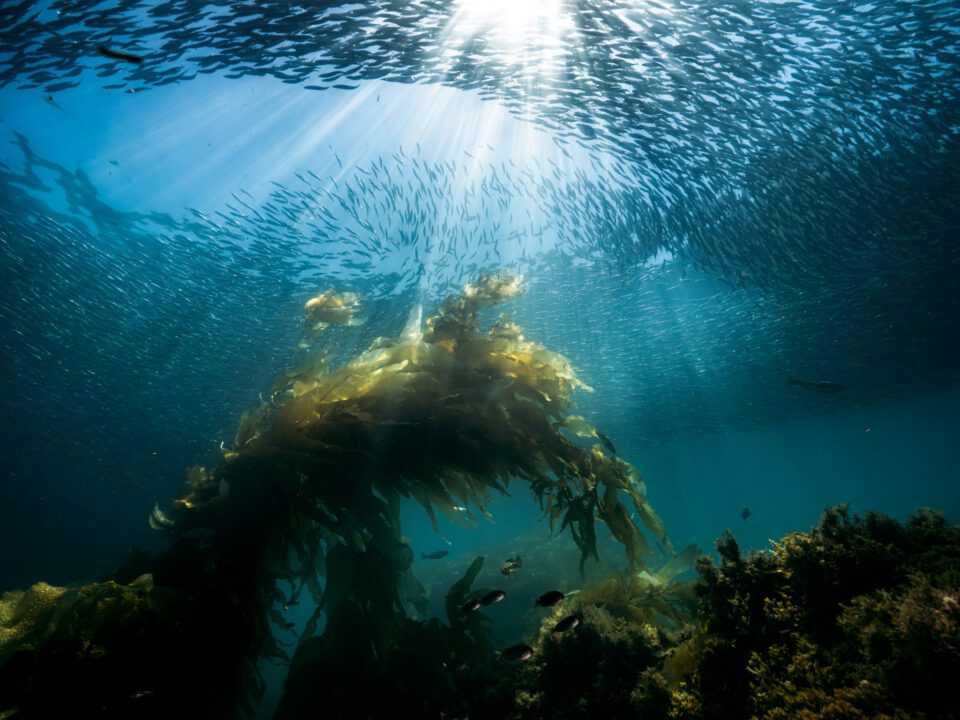 bait ball and giant kelp creating good compositions in underwater photography