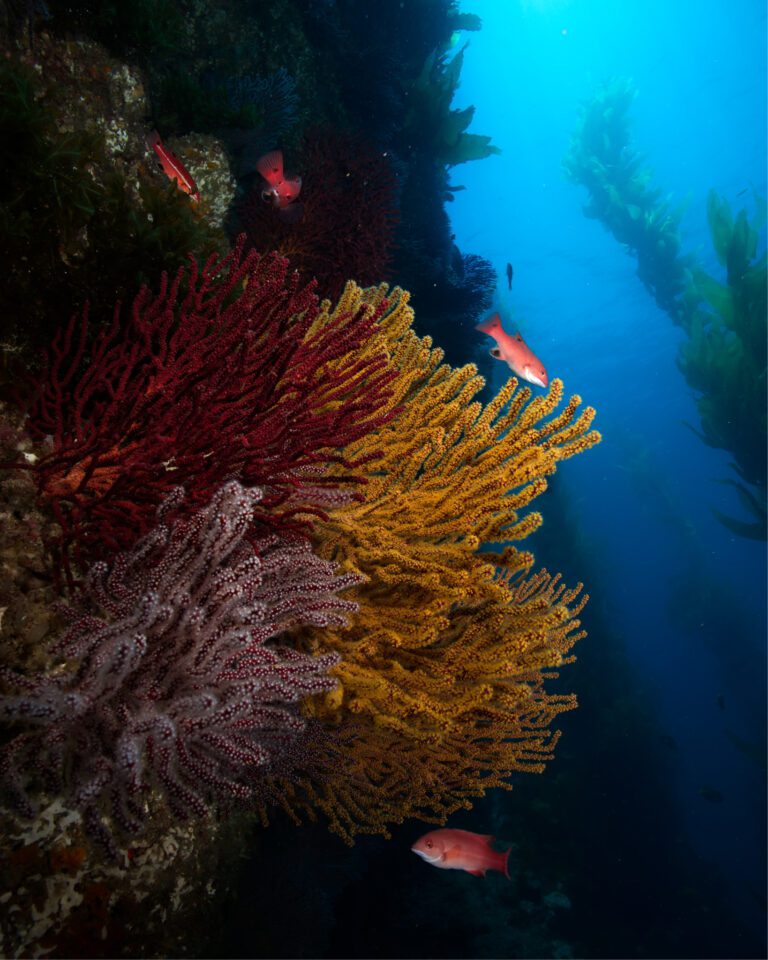 gorgonian fans in california giant kelpforest taken with an underwater housing and strobes