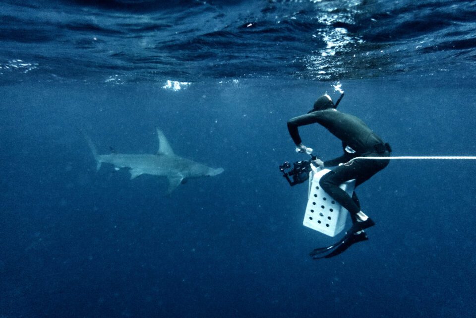 underwater photographer and shark diver photographing a hammerhead shark with a compact underwater housing
