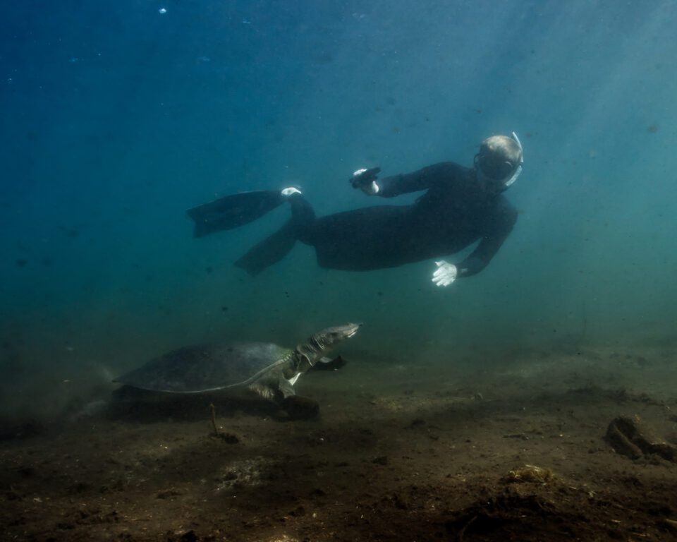 underwater photographer photographing a soft shell turtle with a gopro