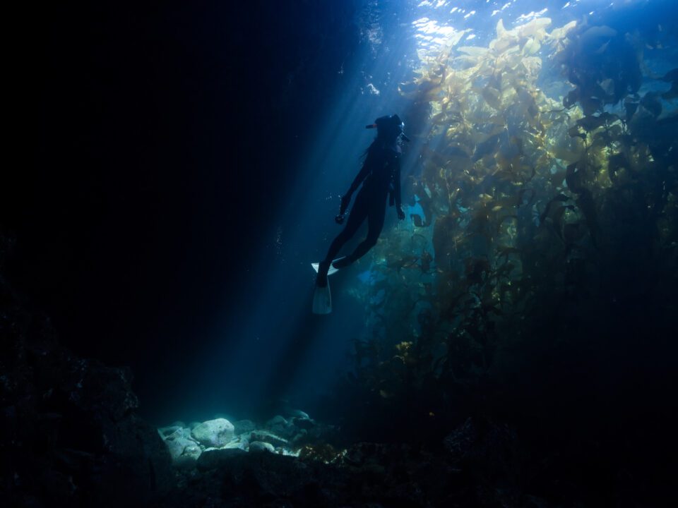 underwater photographer swimming through kelp