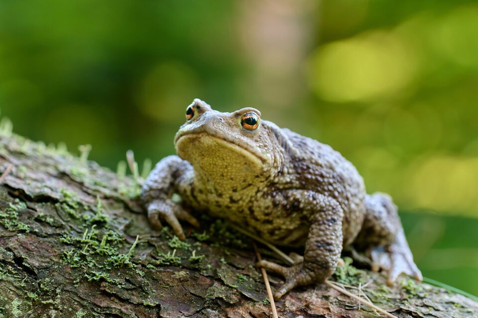 Common Toad_Czech Republic_01