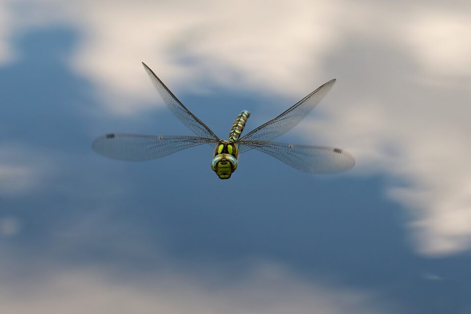 Dragonfly_Czech Republic