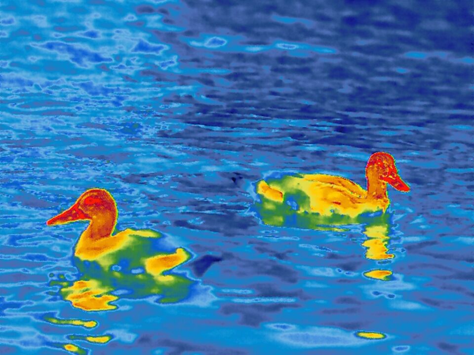 Ducks_Thermal Image_06