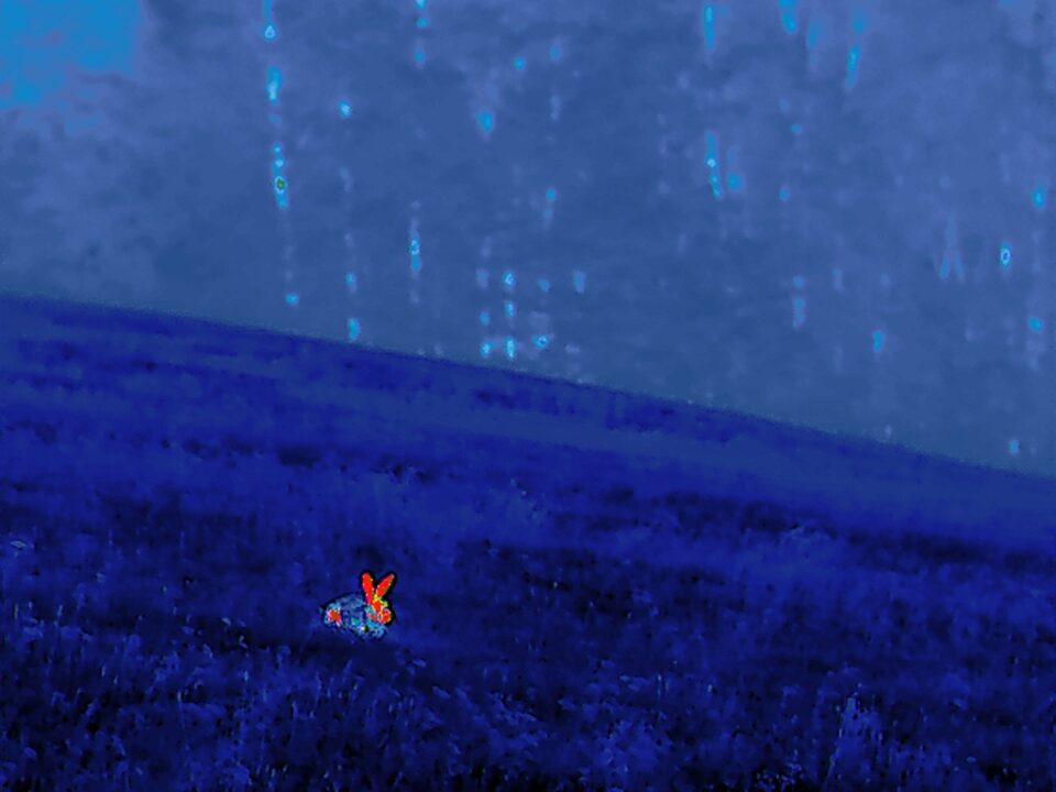 Hare_Thermal Image_08