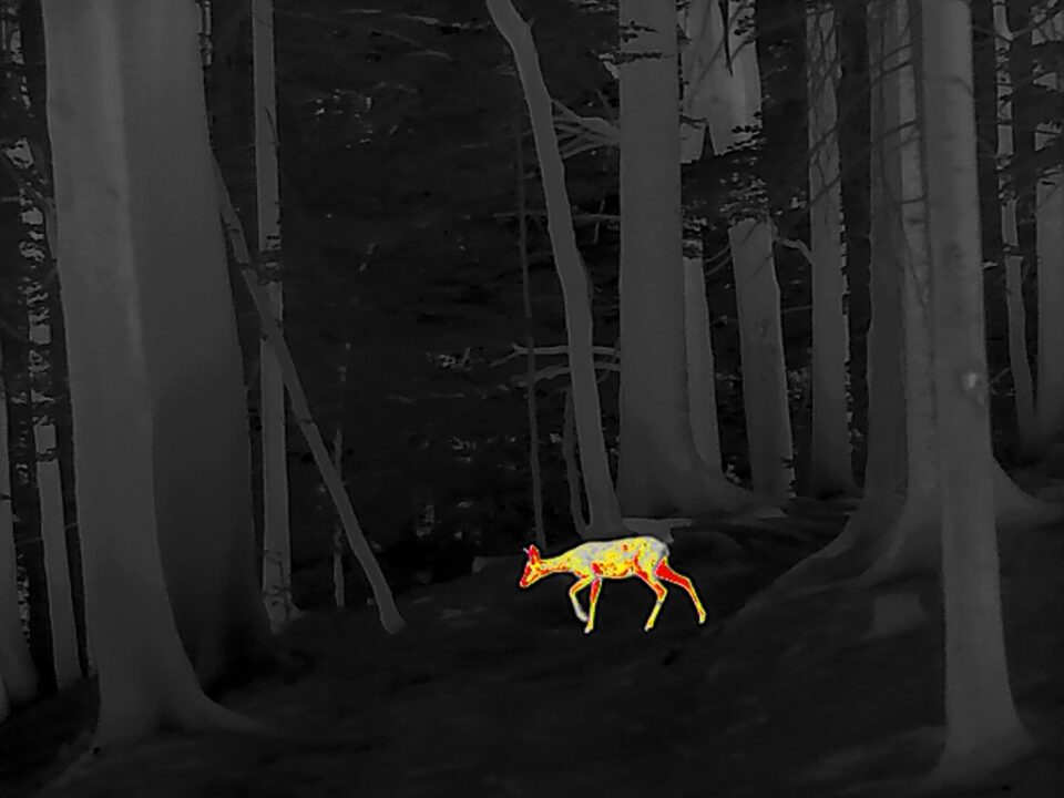 Roe deer_Thermal Image_01