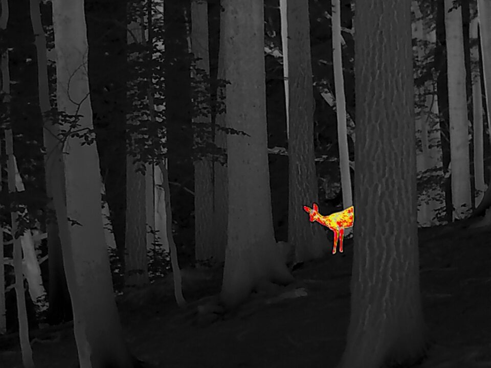 Roe deer_Thermal Image_11