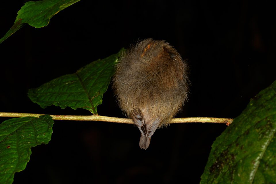 Spadebill_Ecuador