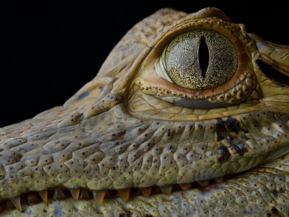 The eye of a spectacled caiman