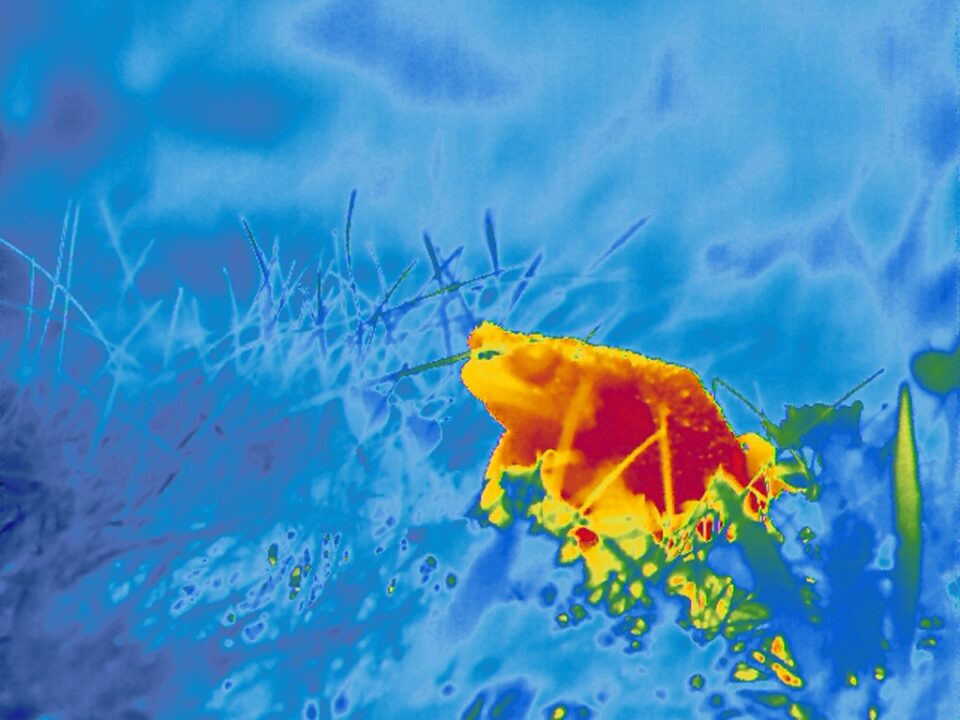 Toad_Thermal Image_04