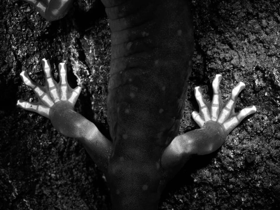 X-Ray vison in salamander feet using fluorescence photography
