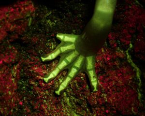 fluorescent bones of an arboreal salamander biofluorescence in amphibians bluelight photography