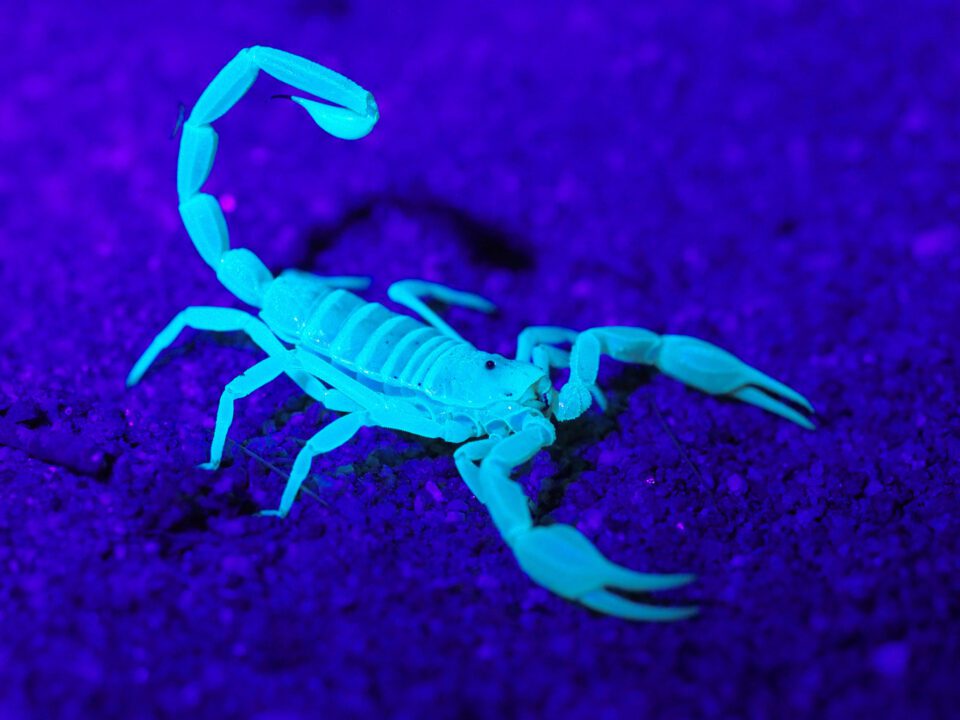 Photographing the Fluorescent Bones of Amphibians using 