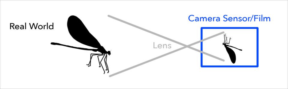 How a lens inverts an image