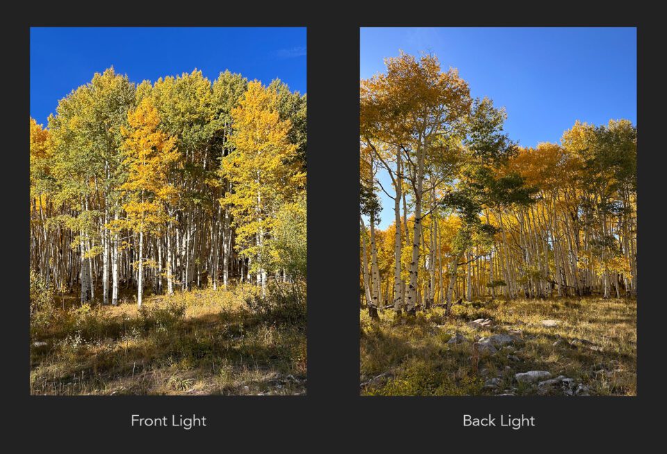 Front Light vs Back Light for Fall Colors photography