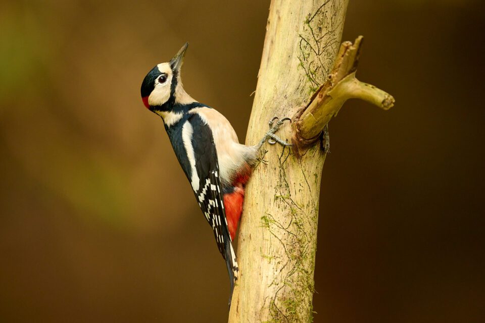 Great Spotted Woodpecker_Nikon Z9 and 600mm_LVP3364