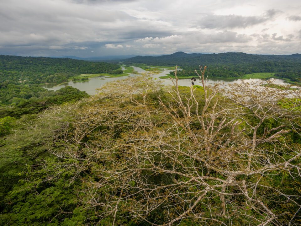Gamboa Rainforest Reserve from the viewing tower near the Panama Canal