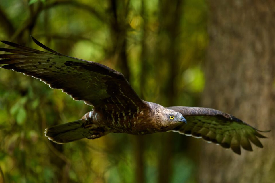 Nikon 400mm f4,5_Bawarian Forest__LVP4452-NEF