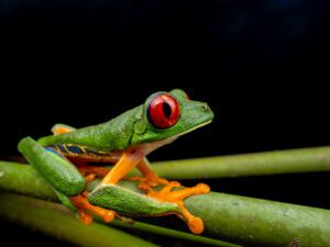 red eye tree frog macro photography with wide angle lens