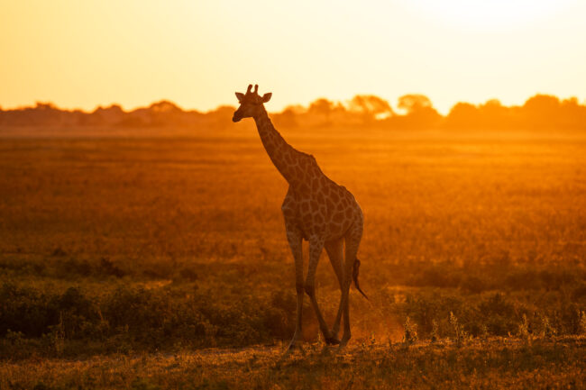 Photographing My First Safari, Part One